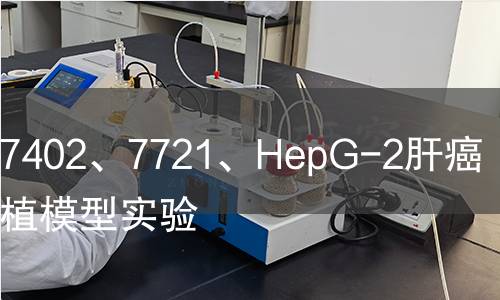 人肝癌7402、7721、HepG-2肝癌原位移植模型實(shí)驗(yàn)